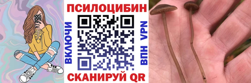 где купить наркотик  Дивногорск  гидра зеркало  Галлюциногенные грибы Cubensis 