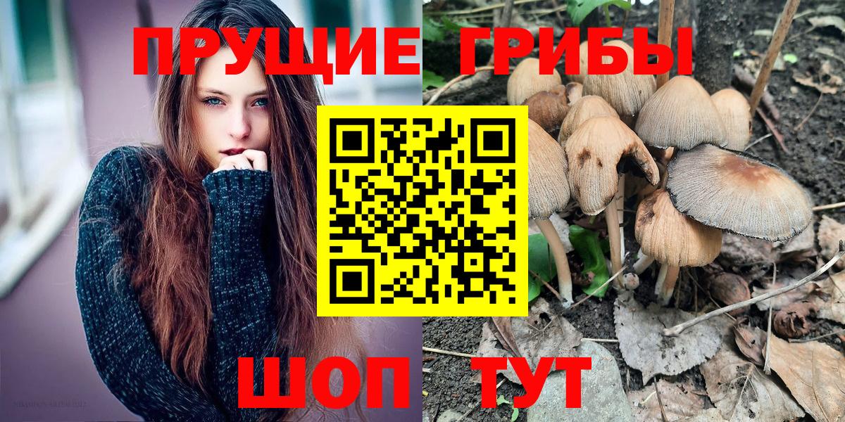 Псилоцибиновые грибы Cubensis Дивногорск